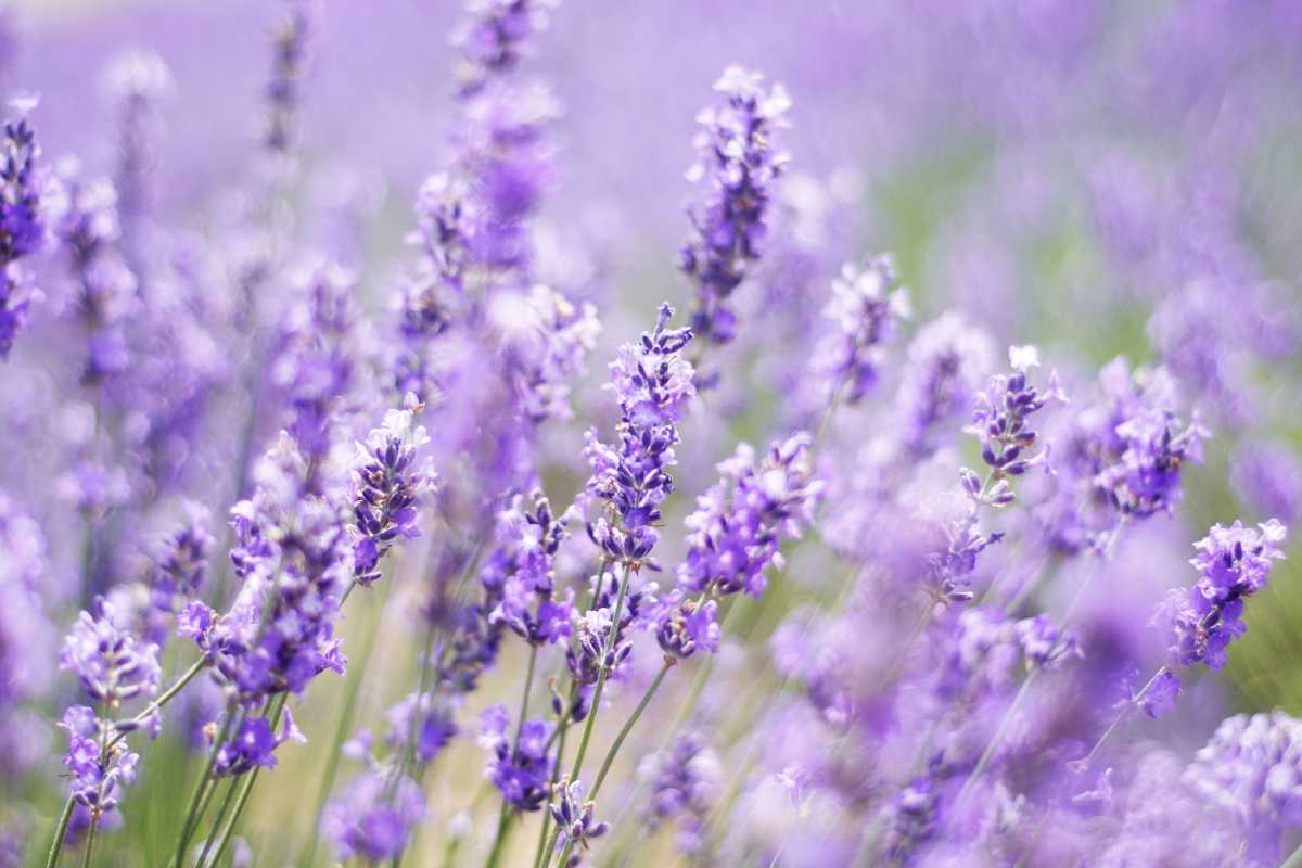 Pianta di lavanda