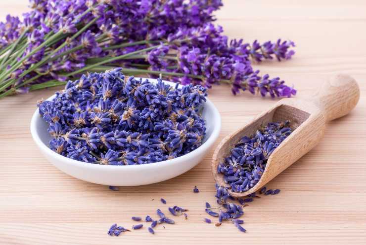 Fiori di lavanda all'interno di una ciotola bianca