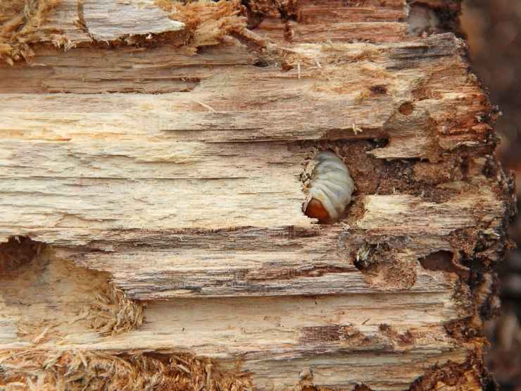 Il tarlo del legno