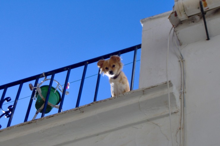 Cane piccolo sul terrazzo che guarda sotto
