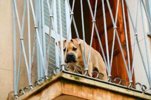 Cane sul balcone